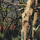 Album cover art for Asleep Many Years In the Woods