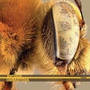 Album cover art for Ommatidia