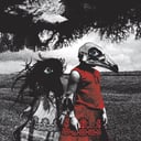 Album cover art for Albatross