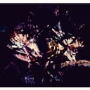 Album cover art for Flora