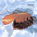 Album cover art for Niun Niggung