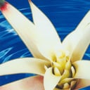 Album cover art for Sai