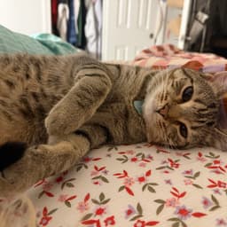 elliott